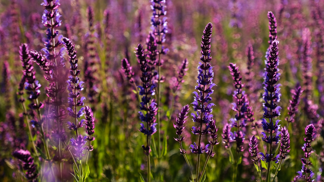 Clary Sage Essential Oil