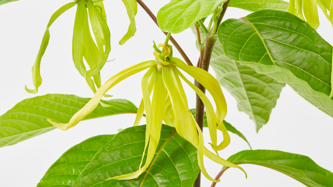 Ylang Ylang Essential Oil