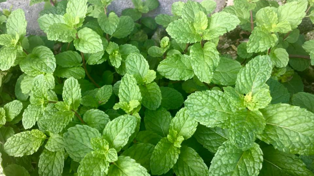 Spearmint Essential Oil