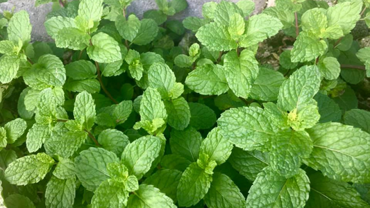 Spearmint Essential Oil