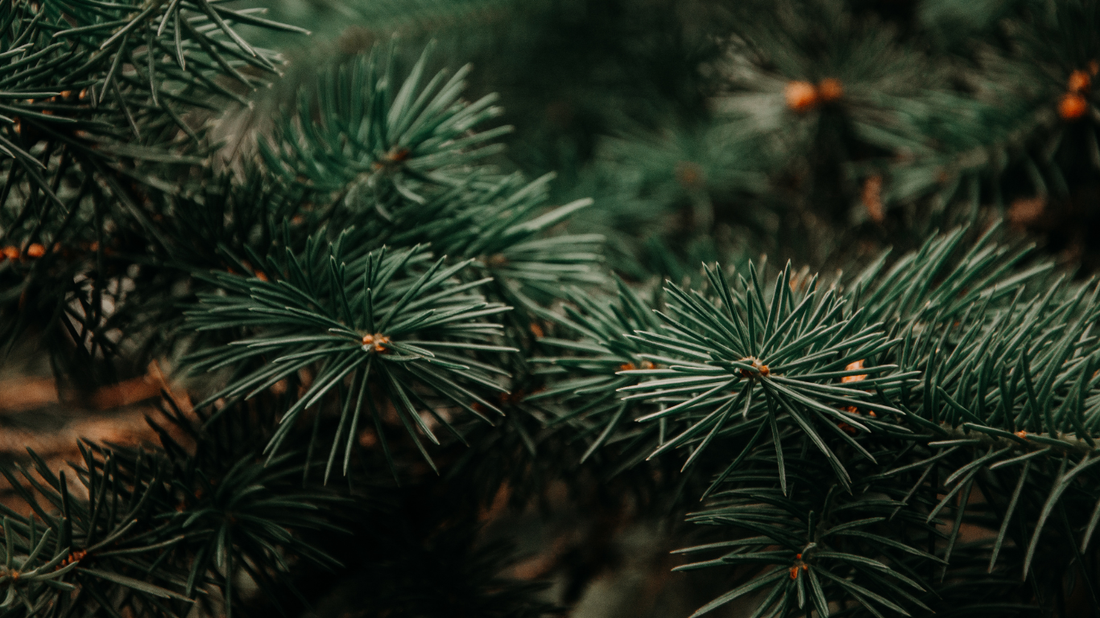 Pine Scotch Essential Oil