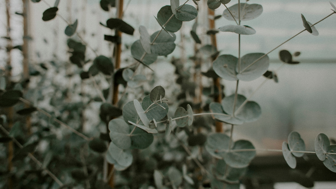 Eucalyptus Essential Oil