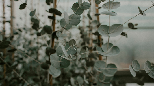 Eucalyptus Essential Oil