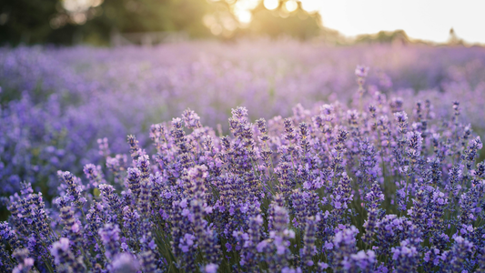Lavender Essential Oil