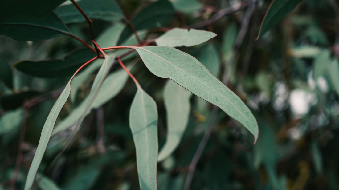 Eucalyptus Lemon Essential Oil