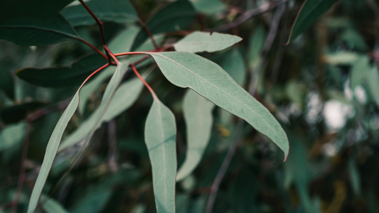 Eucalyptus Lemon Essential Oil