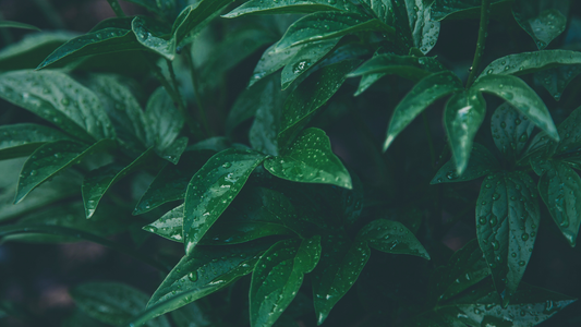 Patchouli Essential Oil