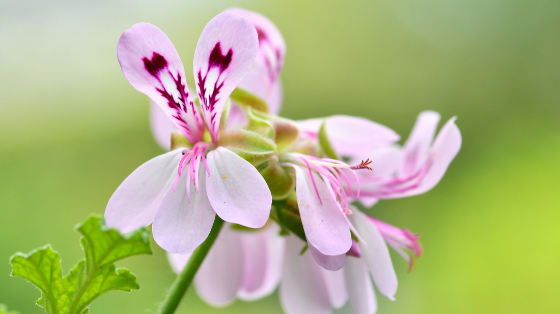 Geranium Essential Oil