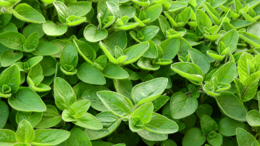 Marjoram Essential Oil