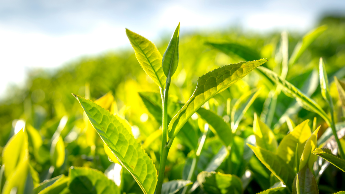 Tea Tree Essential Oil