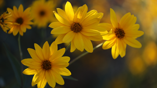 Arnica Herbal Oil