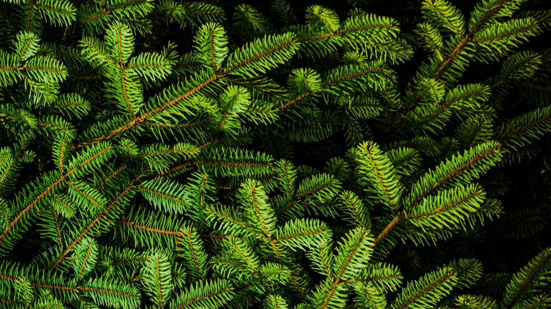 Fir Balsam Essential Oil