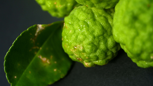Bergamot Essential Oil