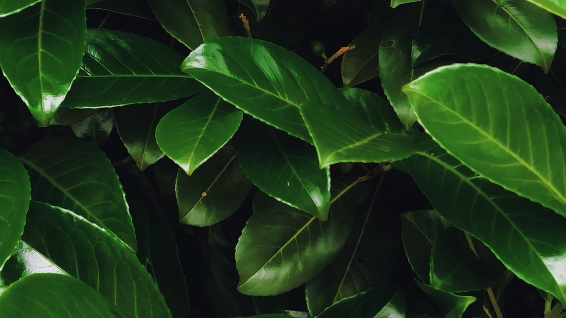 Camphor Essential Oil