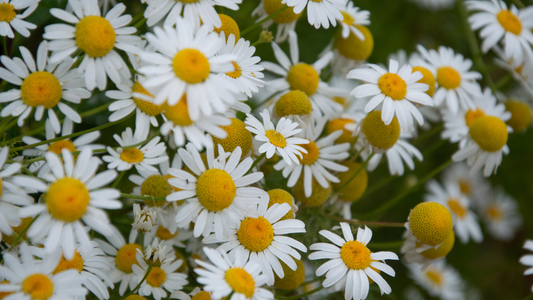 Roman Chamomile Essential Oil