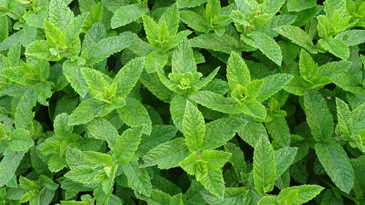 Peppermint Essential Oil