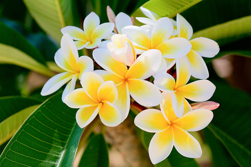 Advent Calendar Day 2: Plumeria Lava Body Wash