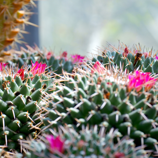Close-up of cacti with pink flowers and green spines.