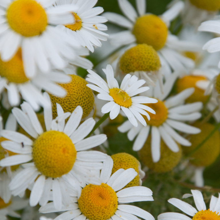 Close-up of white flowers with yellow centers on a green background