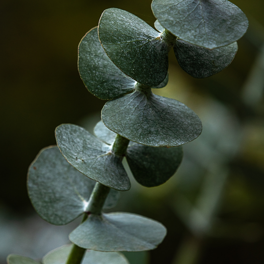 Close-up of green leaves with a blurred background